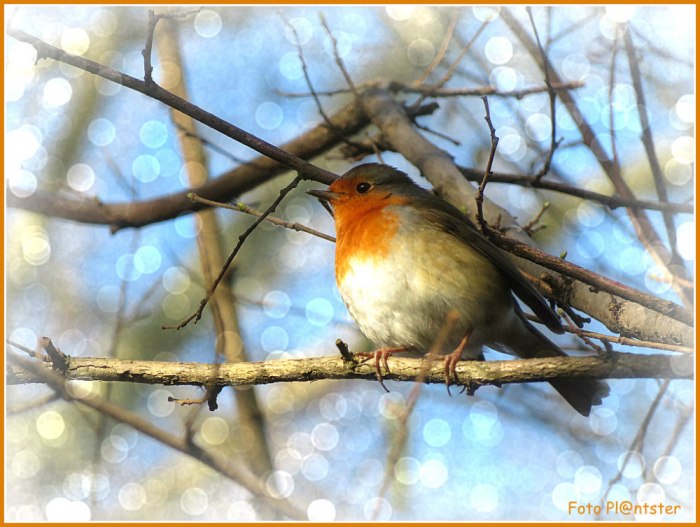 IMG_2510 Roodborstje!!