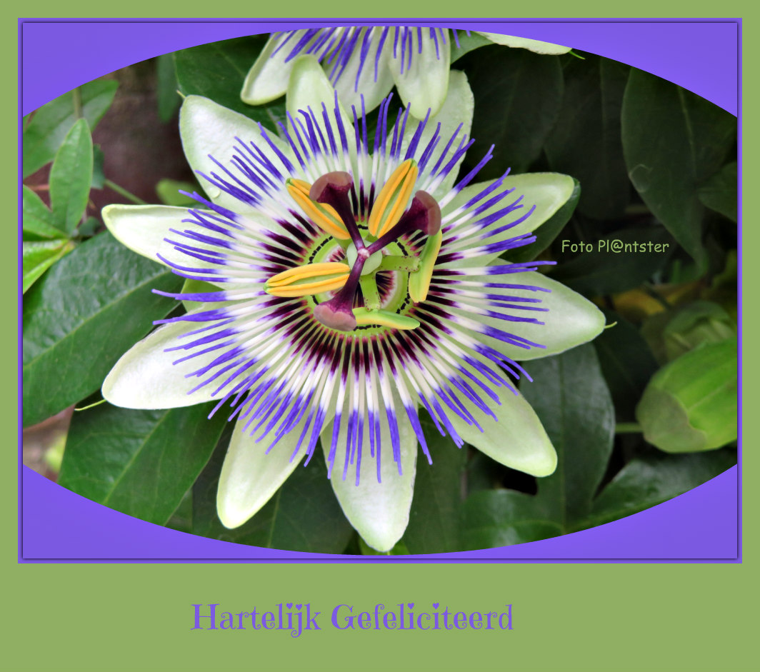 IMG_2026 Voor de jarige in september